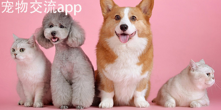 宠物交流app