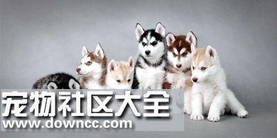 宠物app