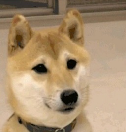 柴犬表情包