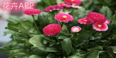 花卉app