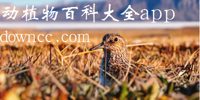 动植物百科大全app